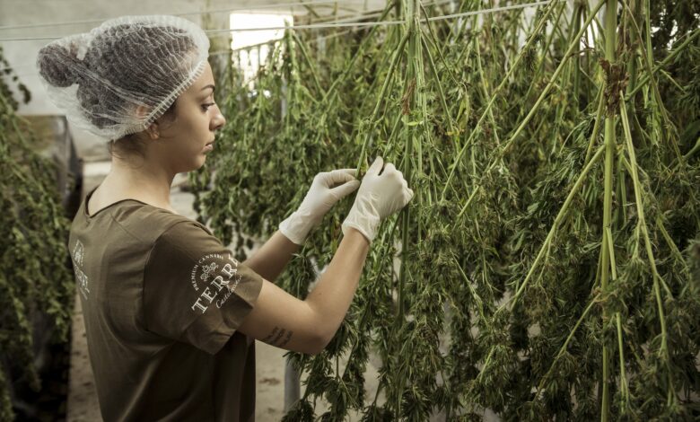 Legalizacja marihuany rekreacyjnej może przyczynić się do zwiększenia zatrudnienia.