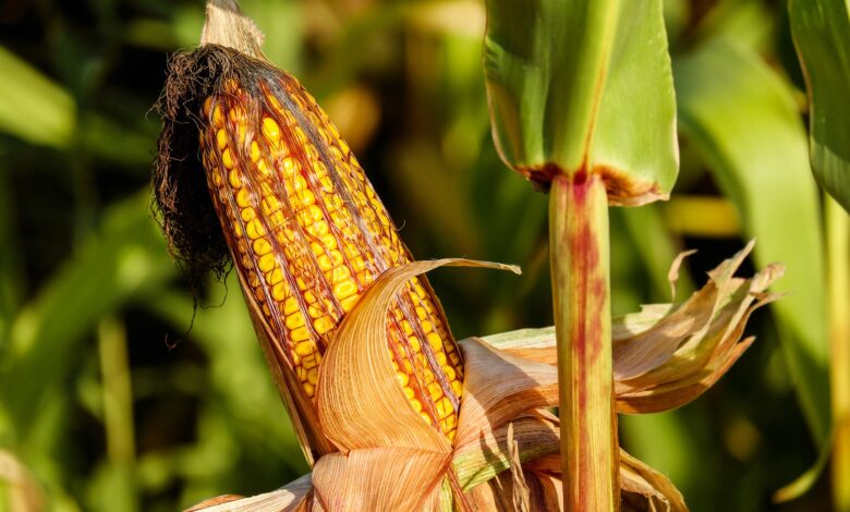 Produkcja kukurydzy w UE rośnie.