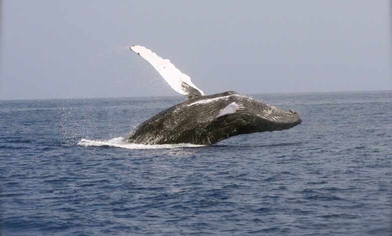 Polowania na wieloryby