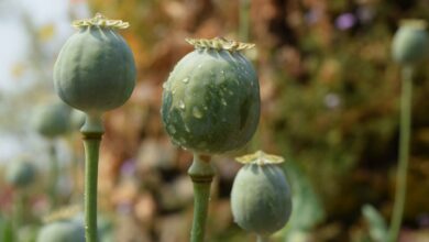 Produkcja opium w Afganistanie została zakazana.