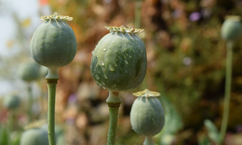 Produkcja opium w Afganistanie została zakazana.
