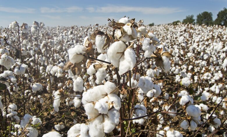 Produkcja bawełny na świecie