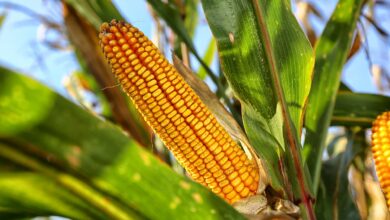 Meksyk nie chce amerykańskiej kukurydzy